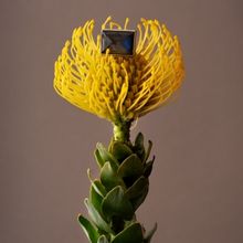 The Amethyst Room Will Host Exhibition With Anupamaa, PIAR by Priyadarshini Rao and A