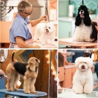 VIDEO: Watch the Trailer for HAUTE DOG on HBO Max