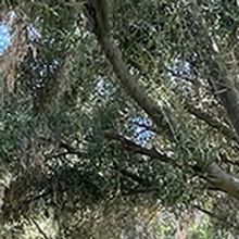 The Collaborative Venture Supports the City of L.A.'s Mission to Plant 90,000 New Tre