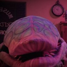 BWW Review: Parker's LITTLE SHOP is Full of Big Moments