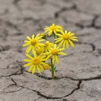 American Chamber Ensemble Presents MUSIC FOR RESILIENCE Online Concert