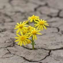 American Chamber Ensemble Presents MUSIC FOR RESILIENCE Online Concert