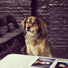 FUREVER HOME THE MUSICAL to Present Bring Your Dog To The Theatre Day 
