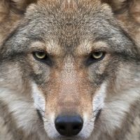 BWW REVIEW: Guest Reviewer Kym Vaitiekus Shares His Thoughts On GLENGARRY GLEN ROSS