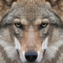 BWW REVIEW: Guest Reviewer Kym Vaitiekus Shares His Thoughts On GLENGARRY GLEN ROSS