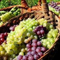 FALL FOR GREAT WINES-Ideal for Celebrations Ahead