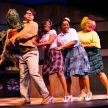 BWW Review: Breathing Fresh Air Into a Cult Classic with LITTLE SHOP OF HORRORS at St