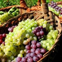 KOSHER WINE-Ten Things You Should Know