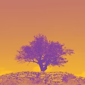 THE MULBERRY TREE Encore Presentation to be Presented at La MaMa