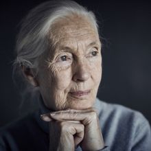 Dr. Jane Goodall To Launch Australia/New Zealand Tour In 2024