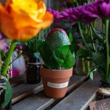 Review: LITTLE SHOP OF HORRORS at Star Theatres