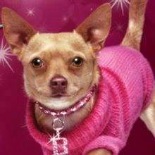 High School Cancels Performances of LEGALLY BLONDE Due To 'Language & Innuendo' Conce