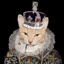 MNM Theatre Company Partners With King Of Cats Theatre Company to Bring Live Theatre