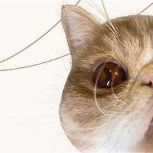 Review: MY CAT NAMED LUCY at Capital Fringe Festival