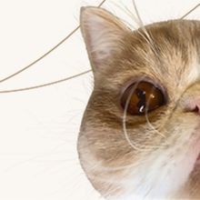 Review: MY CAT NAMED LUCY at Capital Fringe Festival