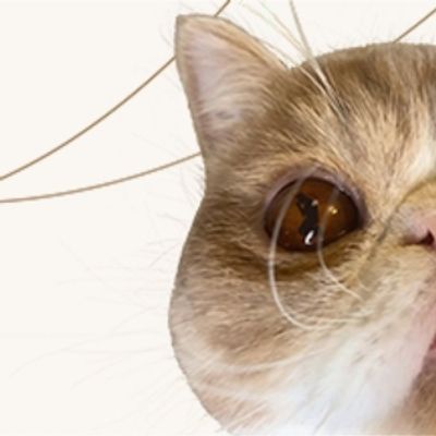 Review: MY CAT NAMED LUCY at Capital Fringe Festival