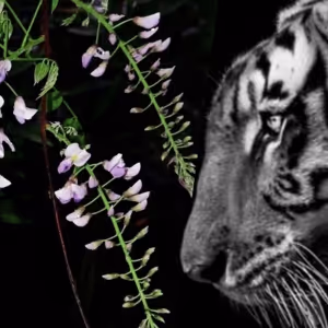 TIGERS IN THE WISTERIA Comes to Greater Manchester Fringe