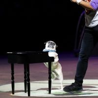 Segal Centre Will Present the World Premiere of SUPERDOGS: THE MUSICAL This Month
