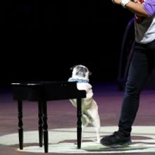 Segal Centre Will Present the World Premiere of SUPERDOGS: THE MUSICAL This Month