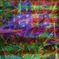 CCA Wattis Institute Presents JEFFREY GIBSON: NOTHING IS ETERNAL