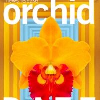 Orchid Daze Celebrates Latin Landscapes