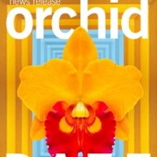 Orchid Daze Celebrates Latin Landscapes