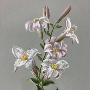 Napa Valley Museum Yountville Announces New Exhibition SOPHIE ALSTROM MITCHELL…