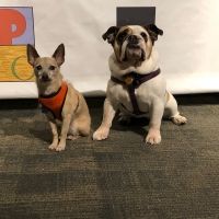 The Franklin Performing Arts Company to Feature Broadway Dogs in LEGALLY BLONDE