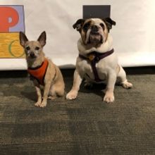 The Franklin Performing Arts Company to Feature Broadway Dogs in LEGALLY BLONDE