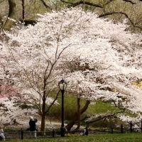 VIDEO: Celebrate Earth Day With The NY Philharmonic In Central Park Interview