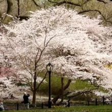 VIDEO: Celebrate Earth Day With The NY Philharmonic In Central Park