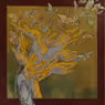 Exclusive: First Listen to To Be A Butterfly From THE WAITING