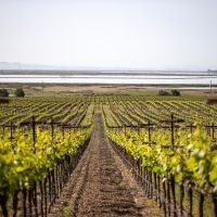 FRANK FAMILY VINEYARDS 2020 Carneros Chardonnay-An Exceptional Wine