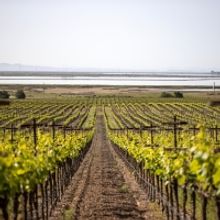 FRANK FAMILY VINEYARDS 2020 Carneros Chardonnay-An Exceptional Wine