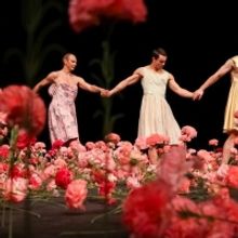 Danse Danse Cancels NELKEN By Pina Bausch