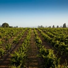 FOPPIANO VINEYARDS Celebrates 125 Years of Wine Production in the Russian River Valle