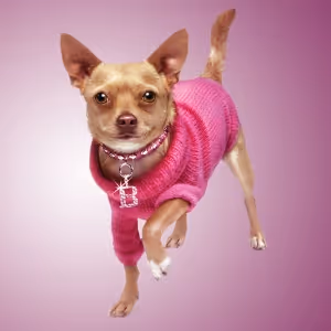 LEGALLY BLONDE THE MUSICAL Comes to Lone Star College-CyFair Next Month