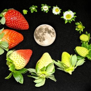 Tilted Axes To Perform STRAWBERRY MOON For Make Music New York