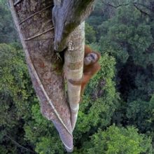 National Geographic Live Will Return With ADVENTURES AMONG ORANGUTANS