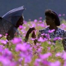 The Ridgefield Playhouse to Screen THE COLOR PURPLE