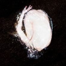 Kaleema Release New Single From Upcoming Album 'Circulo De Arena'