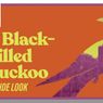Video: A BLACK-BILLED CUCKOO at La Jolla Playhouse: Jess and Eric Talk