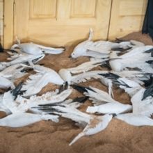 BWW Review: Arlekin Players' THE SEAGULL: A Long, Strange Trip