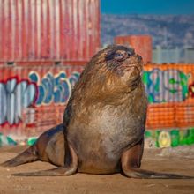 David Attenborough's MAMMALS Series to Premiere On BBC AMERICA & AMC+ This Summer