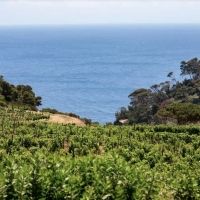 FRESCOBALDI-Caring and Inspiring Change While Producing Top Tuscan Wines