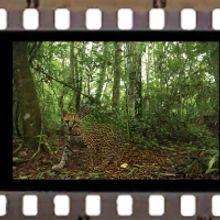 Romina Paula Gets Two English Language Premieres This Season, FAUNA & THE WHOLE OF TI