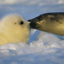 PB Photo Centre Presents LUMINOUS SEAS By Brian Skerry Through May 28