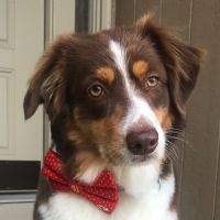 Tonight's POOCH PALOOZA Celebrity Fashion Show To Benefit JFS Pet Food Pantry