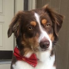 Tonight's POOCH PALOOZA Celebrity Fashion Show To Benefit JFS Pet Food Pantry