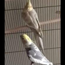 VIDEO: Parrot Sings 'Queen of the Night' From THE MAGIC FLUTE